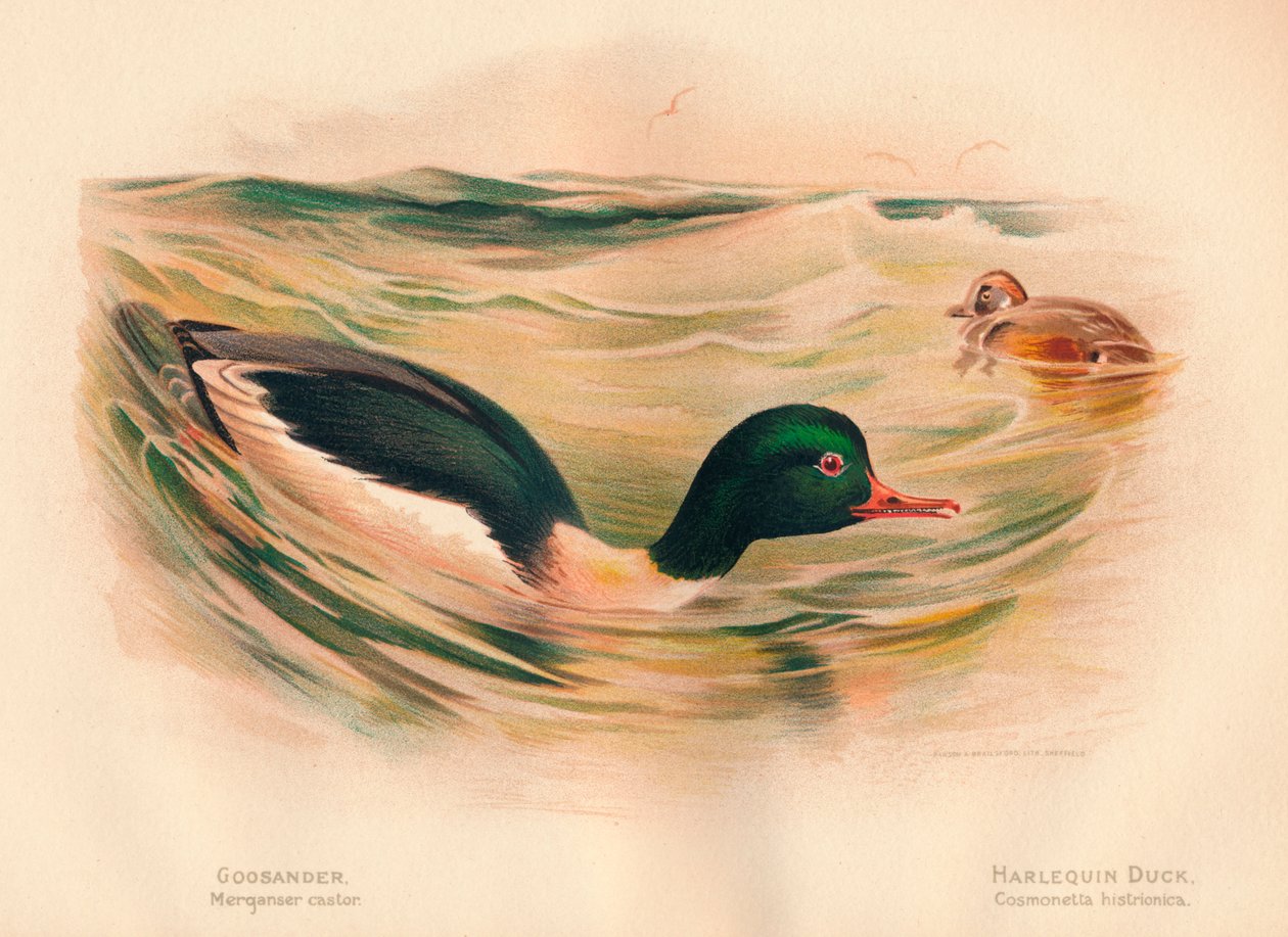 Goosander Merganser pyörä, Harlequin Duck Cosmonetta histrionica, 1900, 1900 tekijältä Charles Whymper