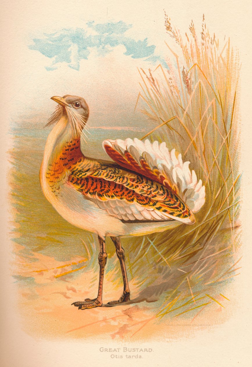 Isotautia Otis tarda, 1900, 1900 tekijältä Charles Whymper