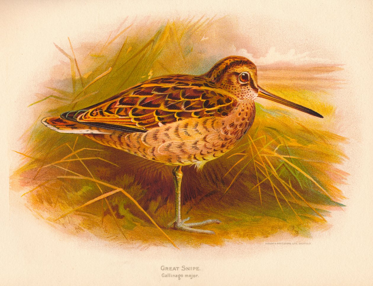Suuri Snipe Gallinago-majuri, 1900, 1900 tekijältä Charles Whymper