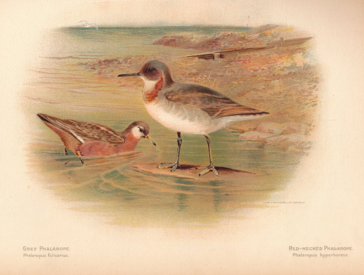 Harmaa Phalaropus fulicarius, punakaulainen Phalaropus Phalaropus hyperboreus, 1900, 1900 tekijältä Charles Whymper