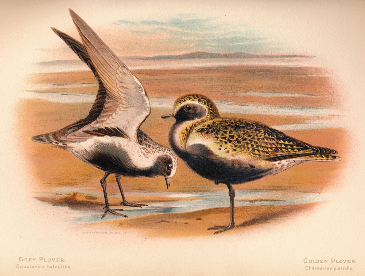 Harmaatoika Squatarola helvetica, kultatoika Charadrius pluvialus, 1900, 1900 tekijältä Charles Whymper
