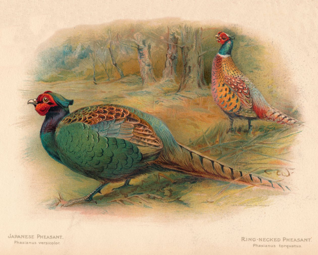 Japanilainen fasaani Phasaianus versicolor, rengaskaulafasaani Phasaianus torquatus, 1900, 190 tekijältä Charles Whymper