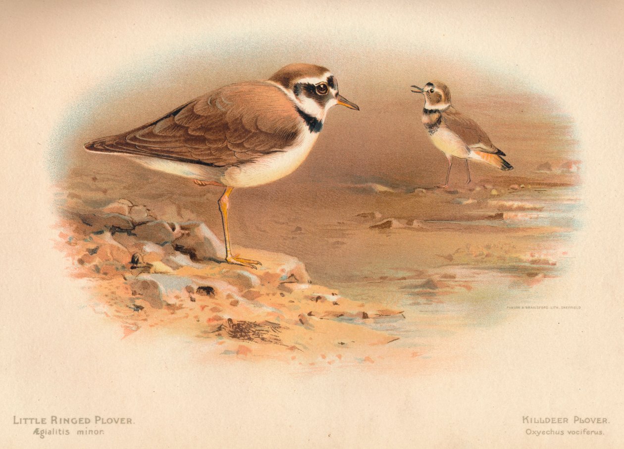 Sormustoika Aegialitis minor, Killdeer Plover Oxyechus vociferus, 1900, 1900 tekijältä Charles Whymper