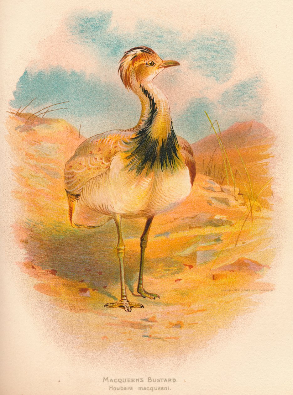 Macqueens Bustard Houbara macqueeni, 1900, 1900 tekijältä Charles Whymper