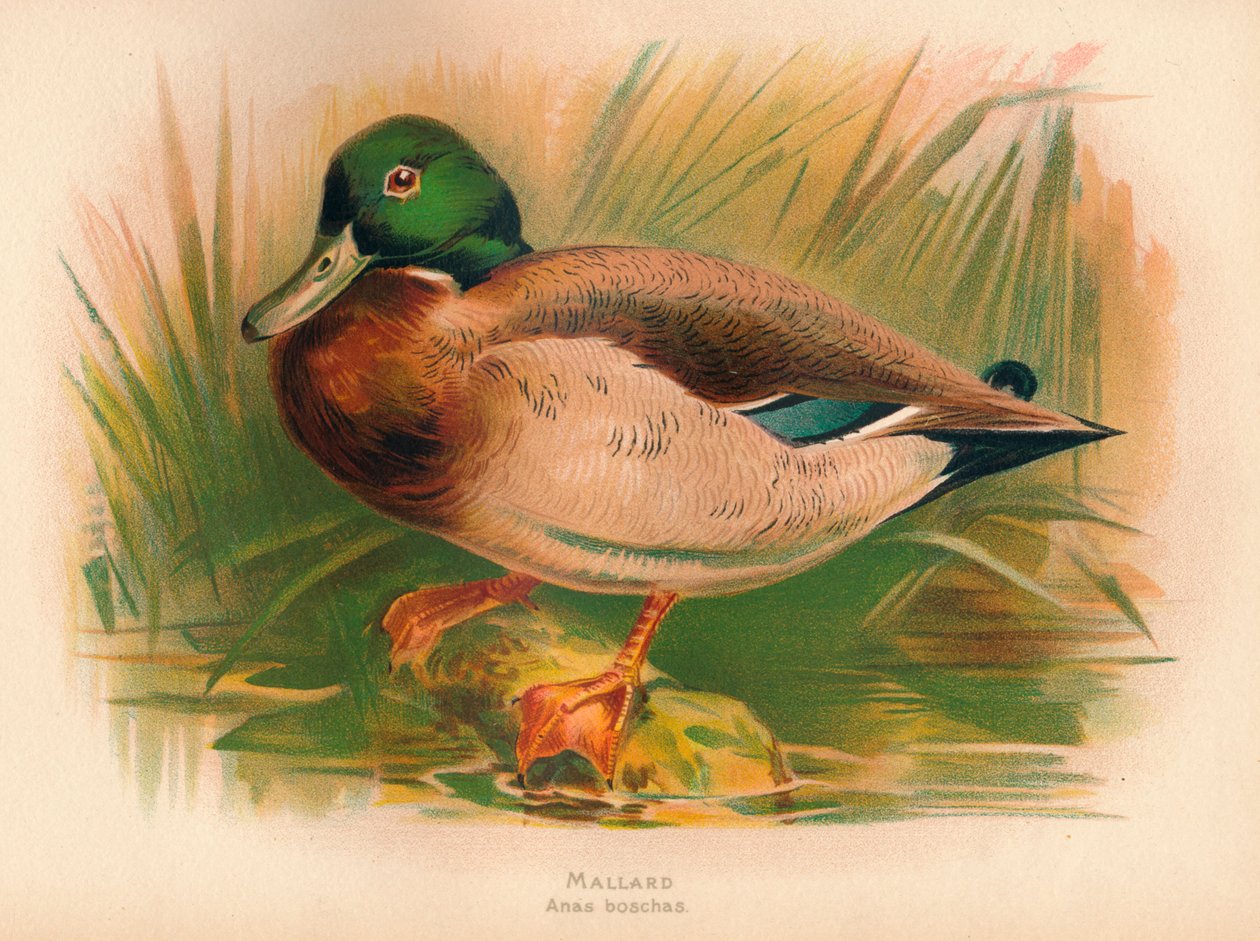 Sinisorsa Anas Boschas, 1900, 1900 tekijältä Charles Whymper