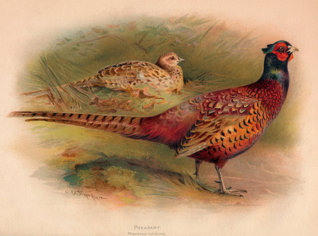 Fasaani Phasianus colchicus, 1900, 1900 tekijältä Charles Whymper