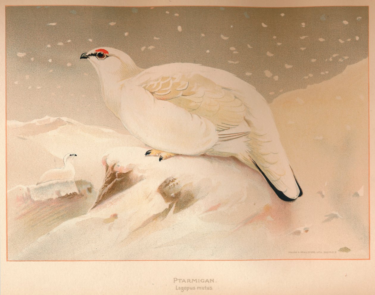 Ptarmigan Lagopus -mute, 1900, 1900 tekijältä Charles Whymper