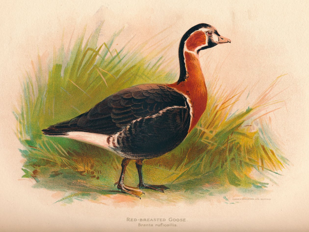 Punarintahanhi Branta ruficollis, 1900, 1900 tekijältä Charles Whymper