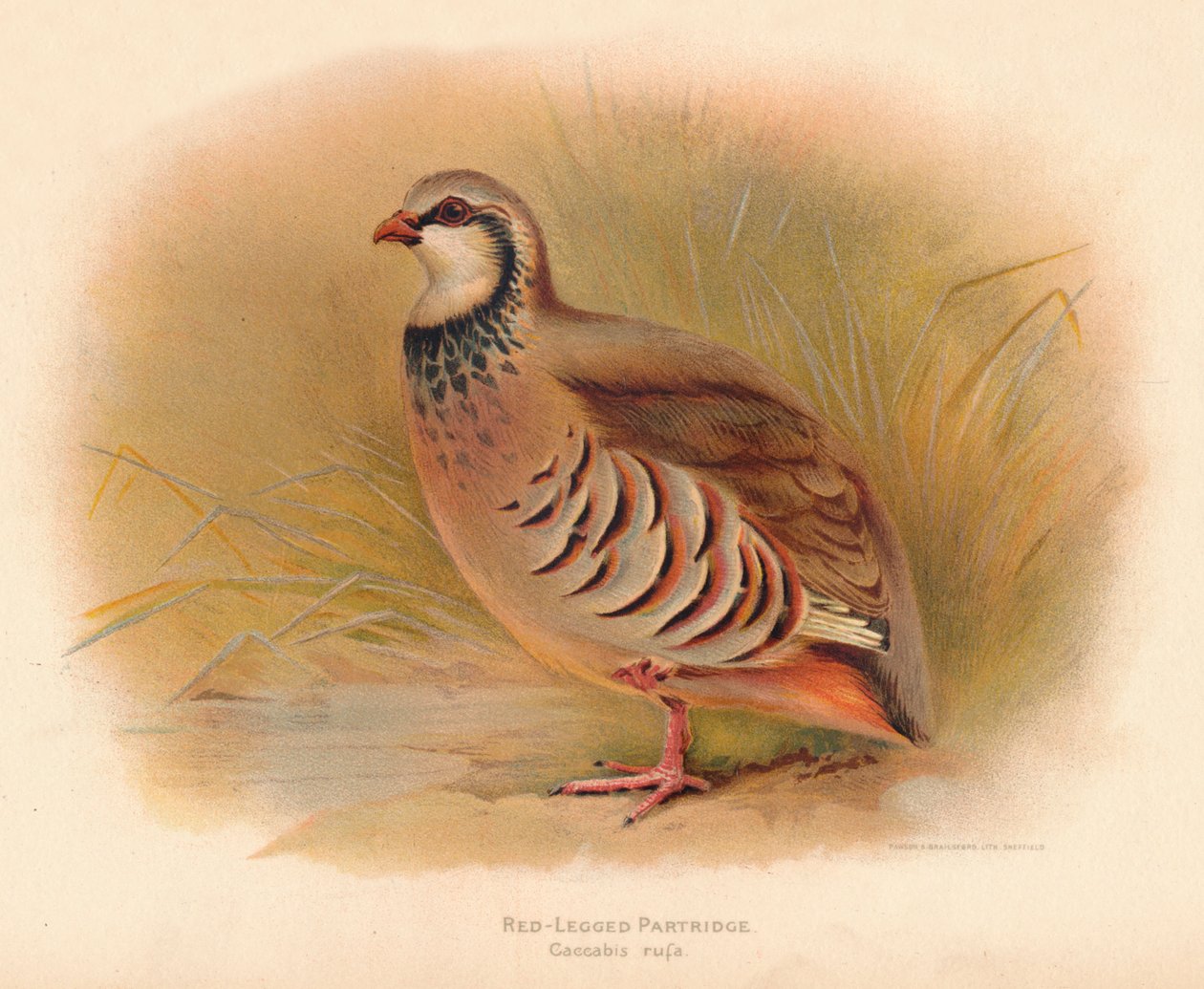 Punajalkainen peltopyy Caccabus rufa, 1900, 1900 tekijältä Charles Whymper