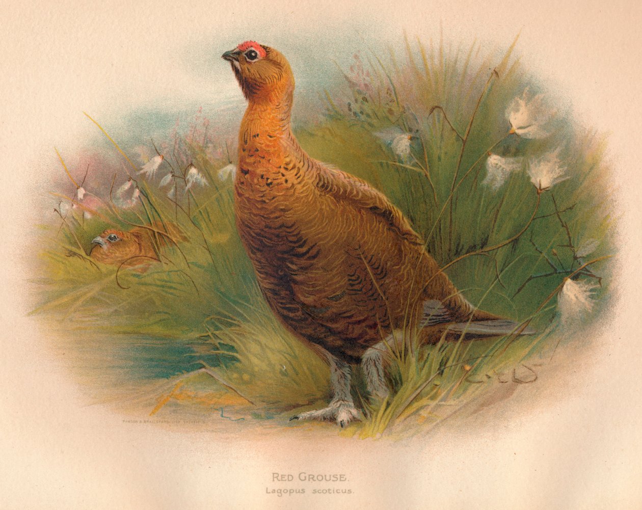 Red Grouse Lagopus scoticus, 1900, 1900 tekijältä Charles Whymper