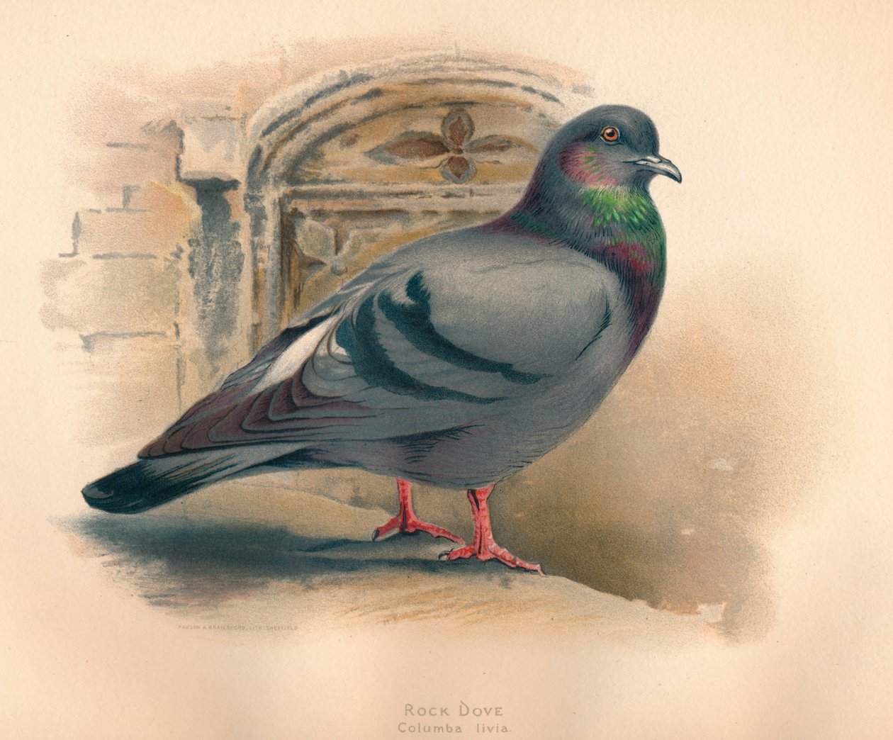 Rock Dove Columba livia, c1900, 1900 tekijältä Charles Whymper