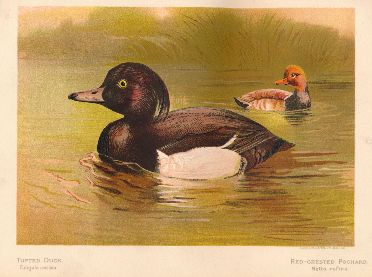 Tuftattu ankka Fuligata cristata, punaharjainen Pochard Netta rufina, 1900, 1900 tekijältä Charles Whymper
