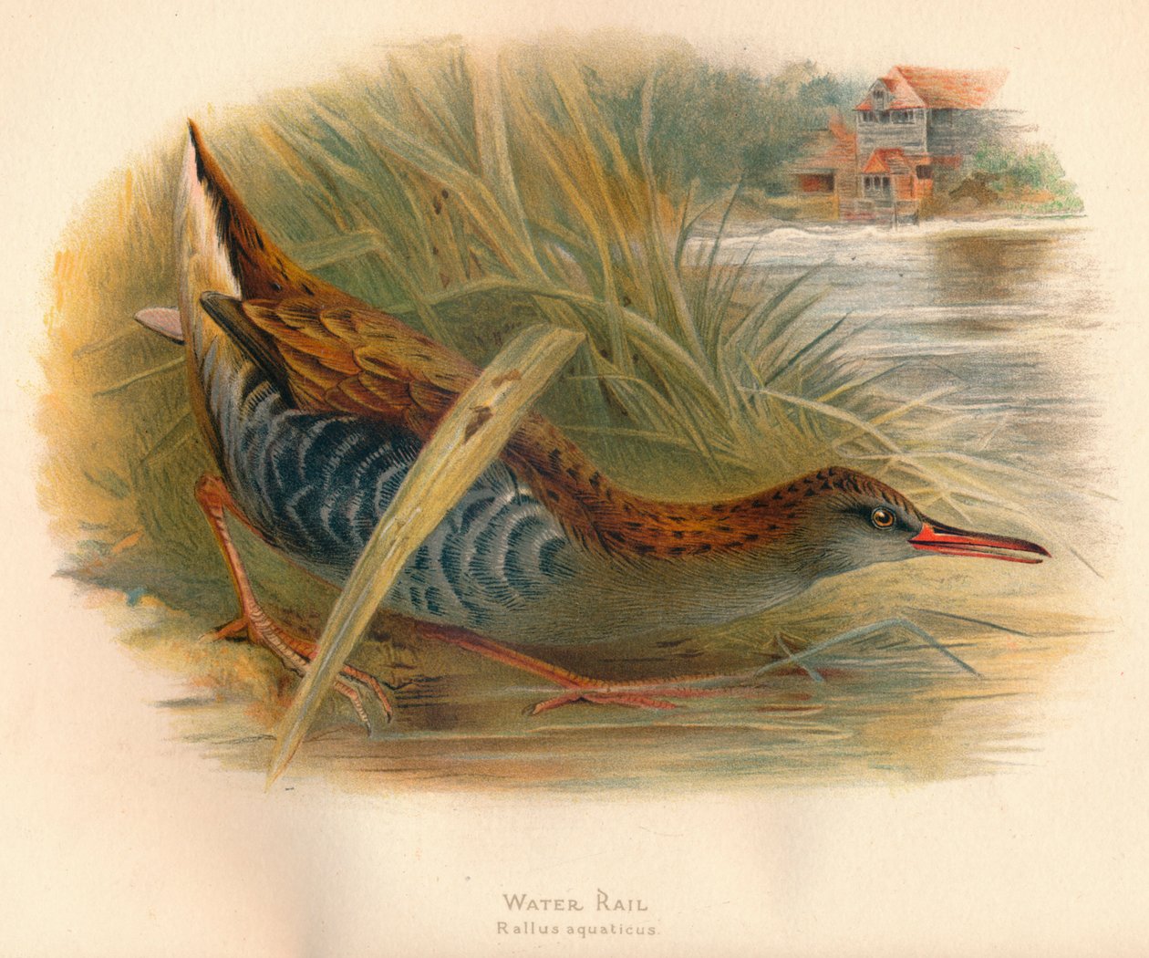 Vesijuna Rallus aquaticus, 1900, 1900 tekijältä Charles Whymper