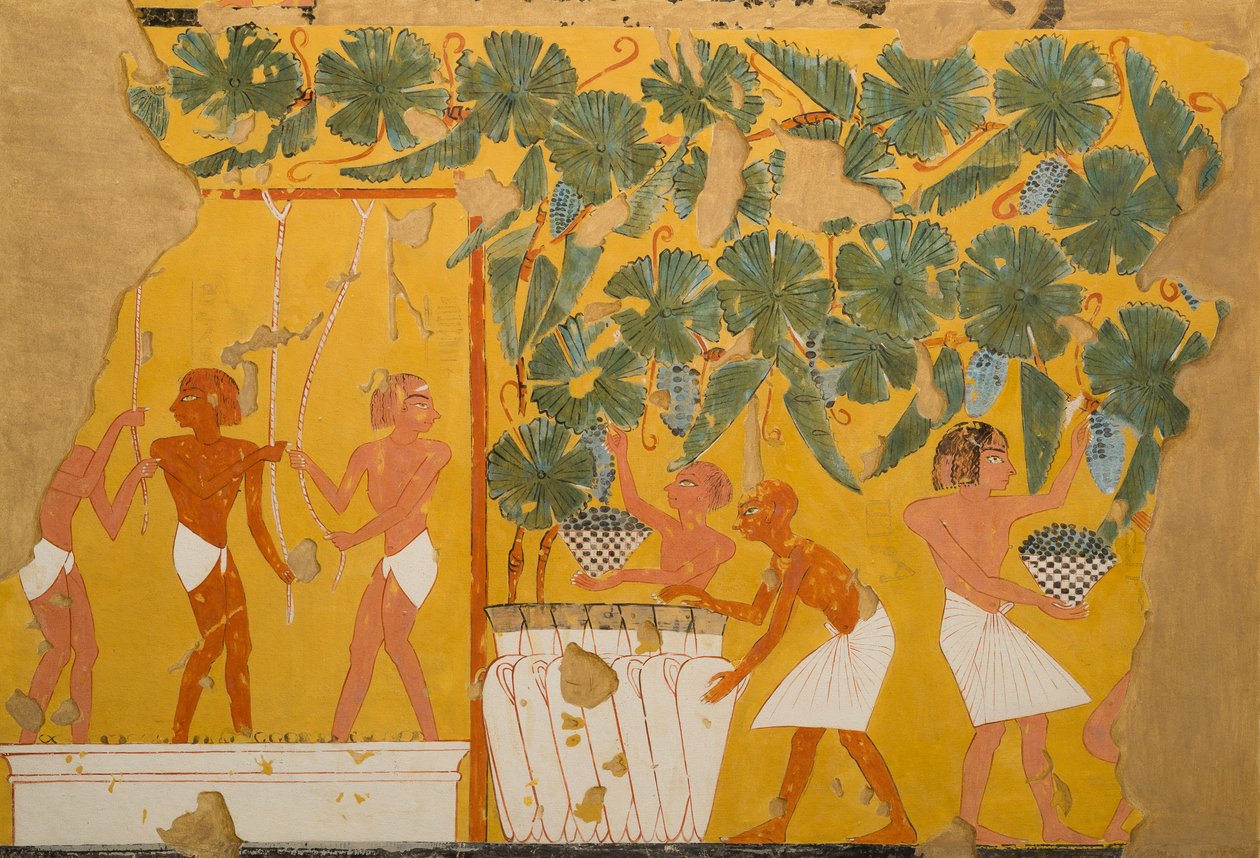 Viininvalmistus, Ipuyn hauta (tempera paperille) tekijältä Charles Wilkinson