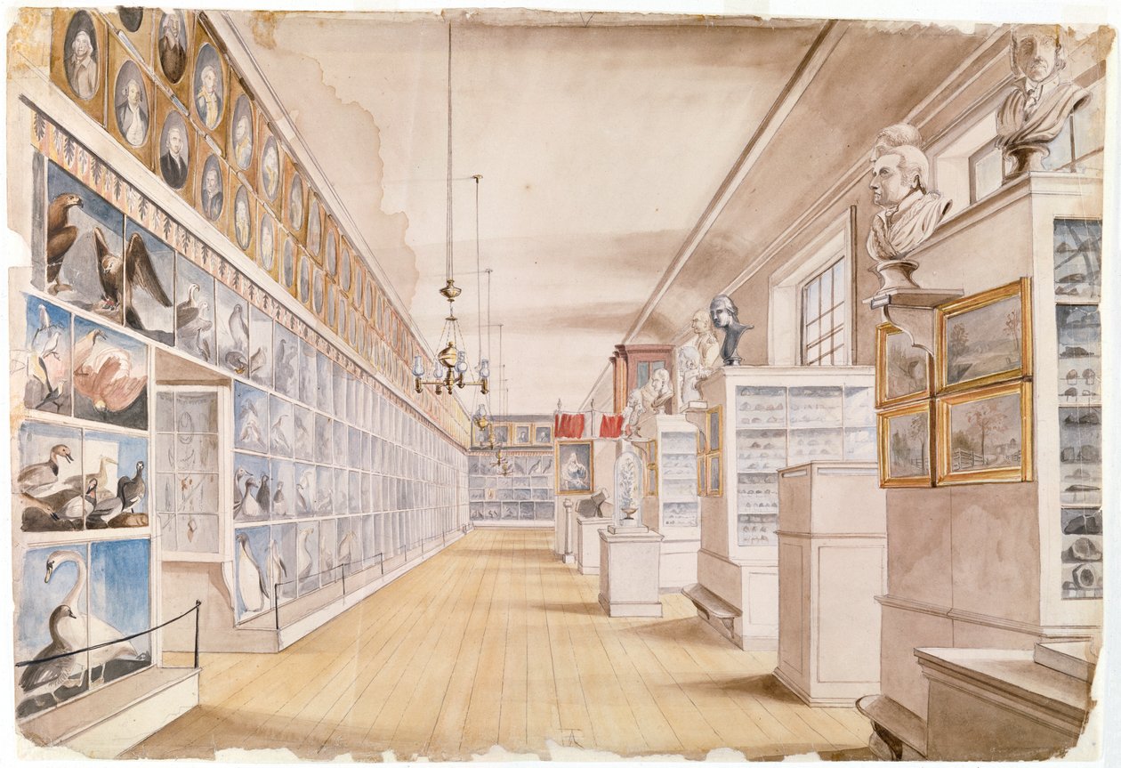 The Long Room, Front Room -huone Peales-museossa, 1822 (wc grafiitin päällä paperilla) tekijältä Charles Willson Peale