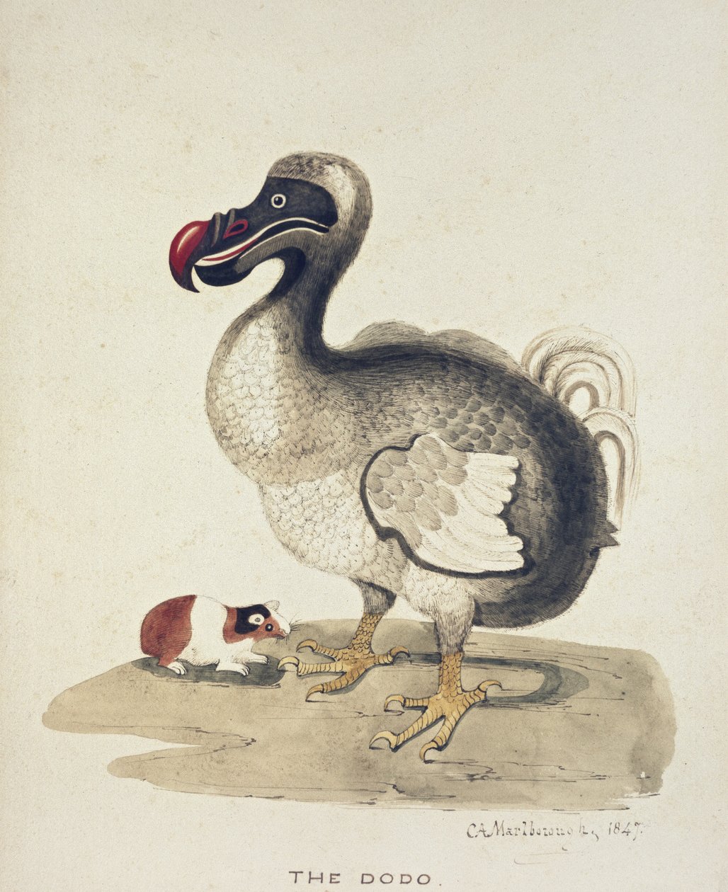 Tutkimus Dodosta ja marsusta, 1847 (akvarelli kynällä ja musteella luonnonvalkoiselle paperille) tekijältä Charlotte Augusta Duchess of Marlborough Spencer Churchill