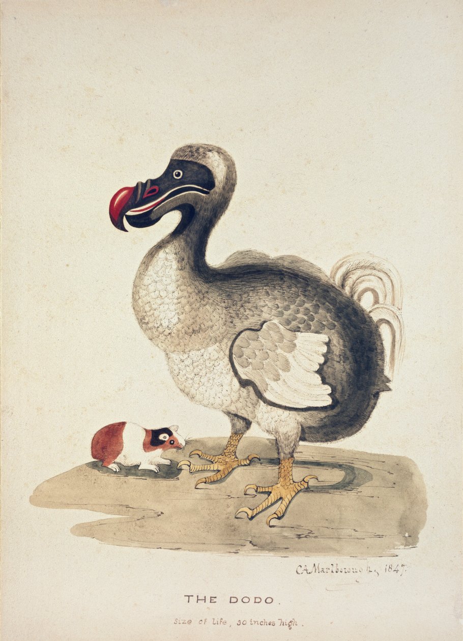 Dodo- ja marsututkimus, 1847 tekijältä Charlotte Augusta Spencer Churchill