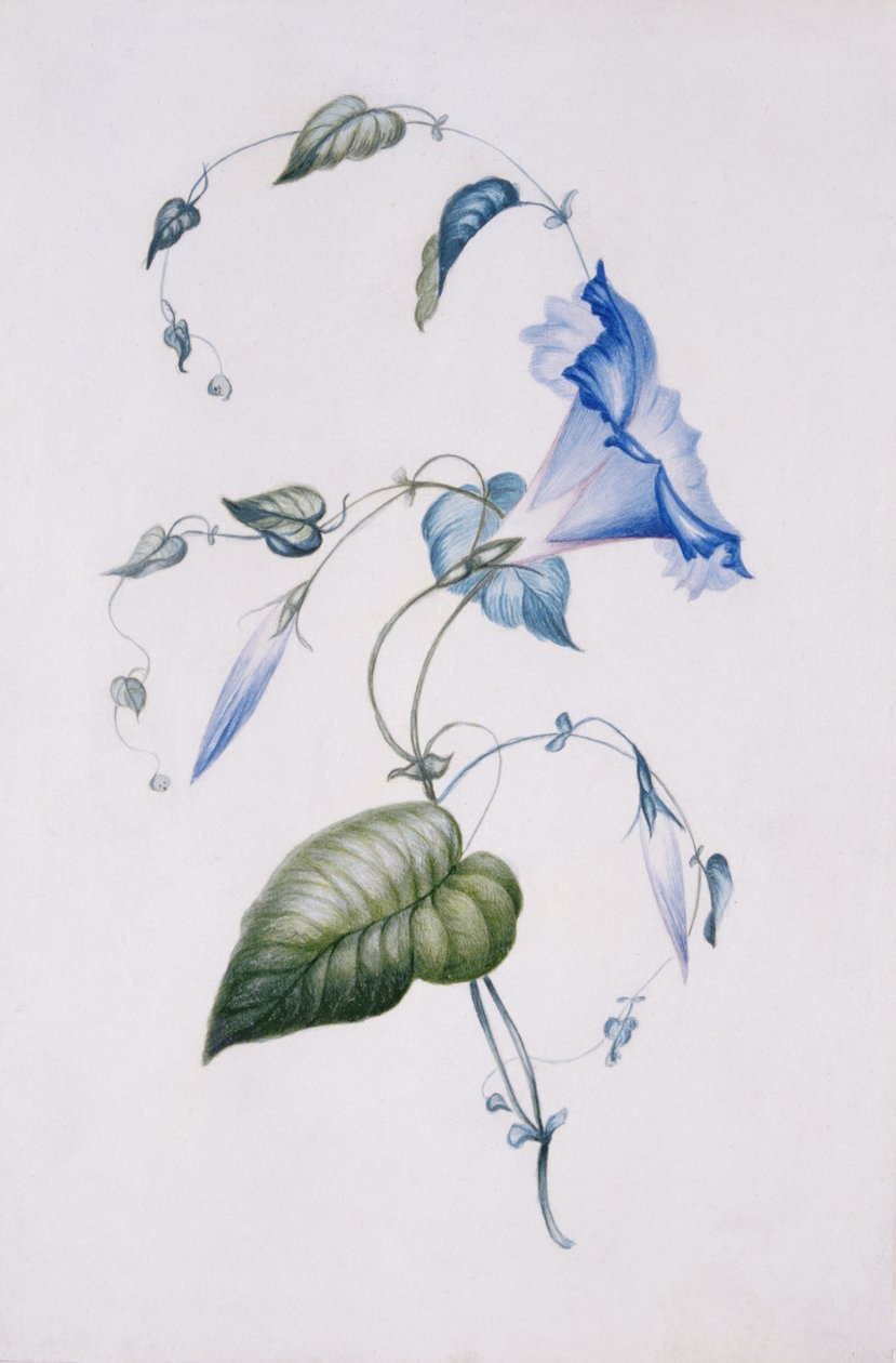 Blue convolvulus, 1832 (wc paperilla) tekijältä Charlotte Bronte