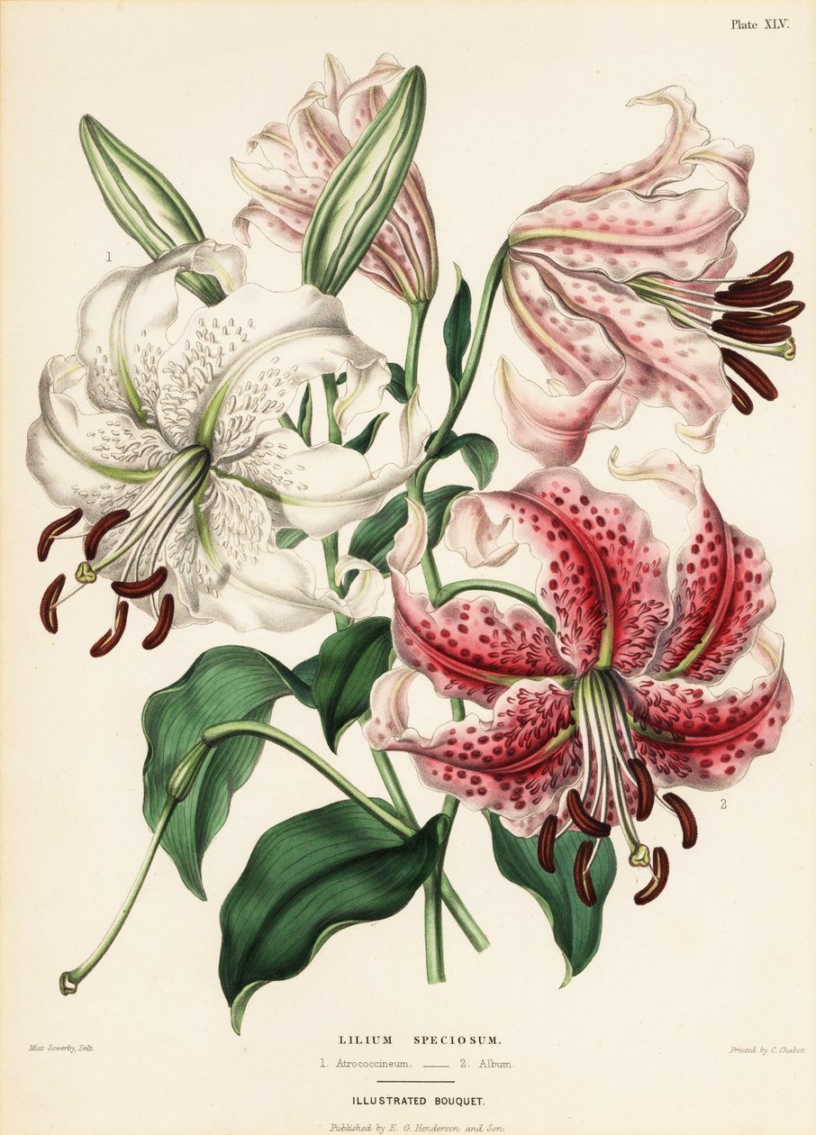 Japanilaiset liljalajikkeet, Lilium specioseum tekijältä Charlotte Caroline Sowerby