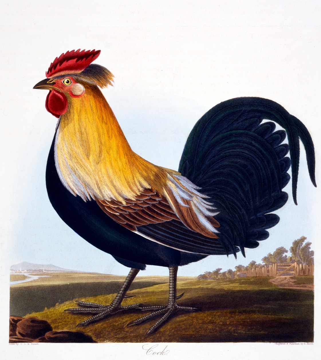 Kukko (Phasianus), kaiverrus Robert Havell, Jr (1793-1878), 1835 tekijältä Charlotte L. E. Perrott