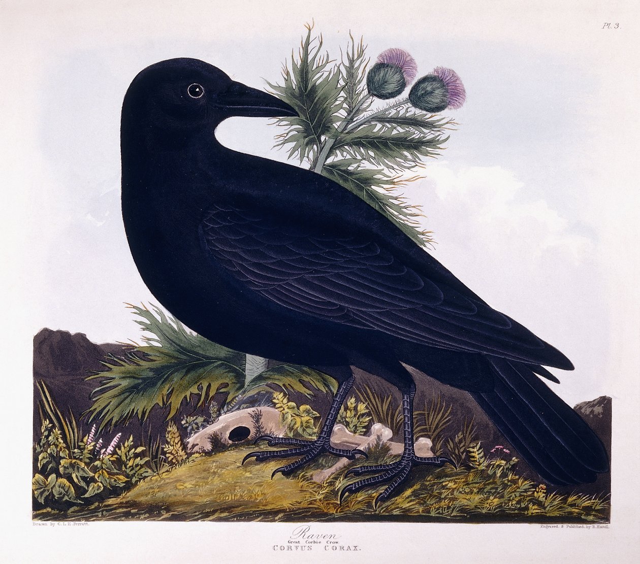 Korppi: Suuri Corbie Crow tekijältä Charlotte L. E. Perrott