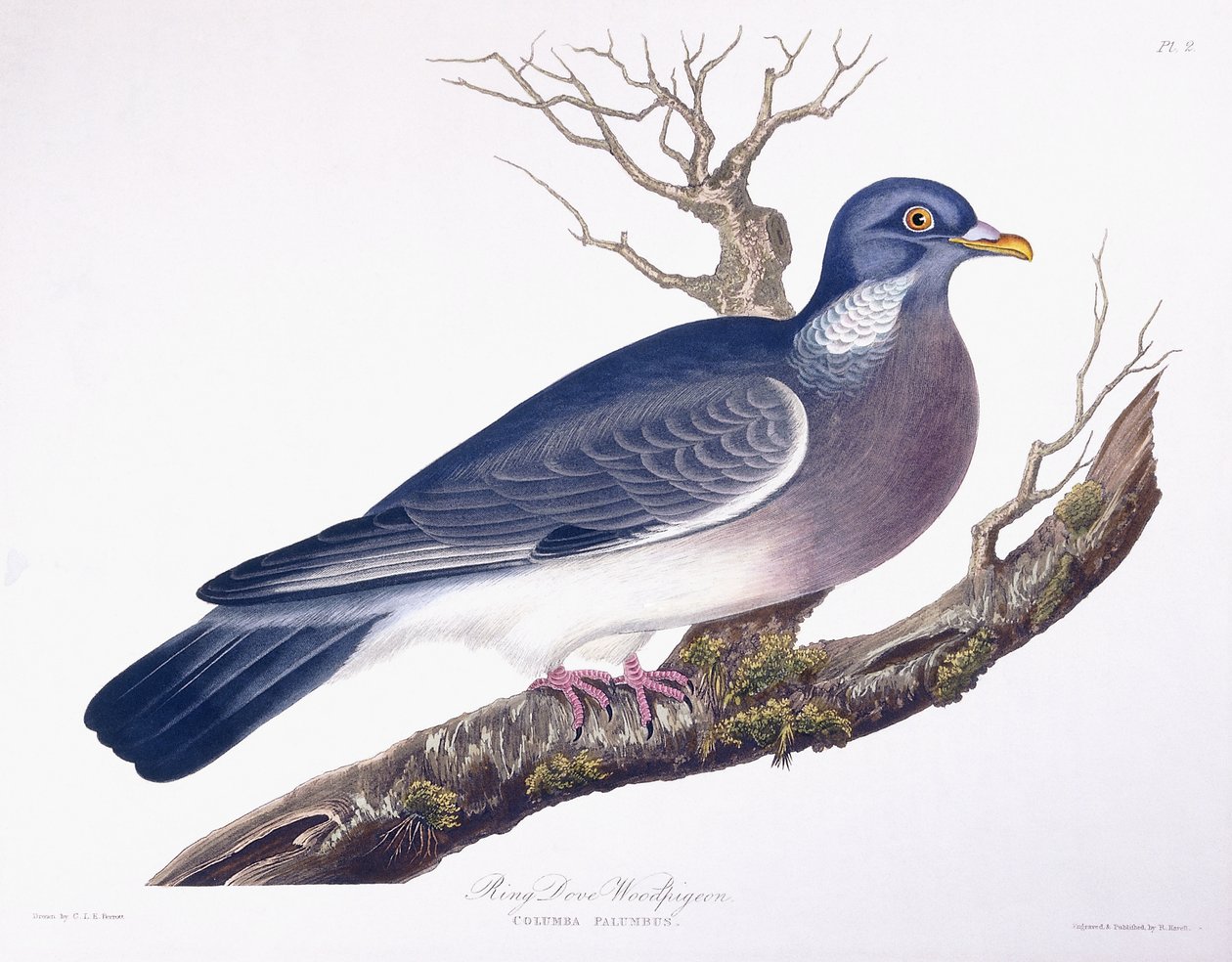 Ring Dove Woodpigeon tekijältä Charlotte L. E. Perrott