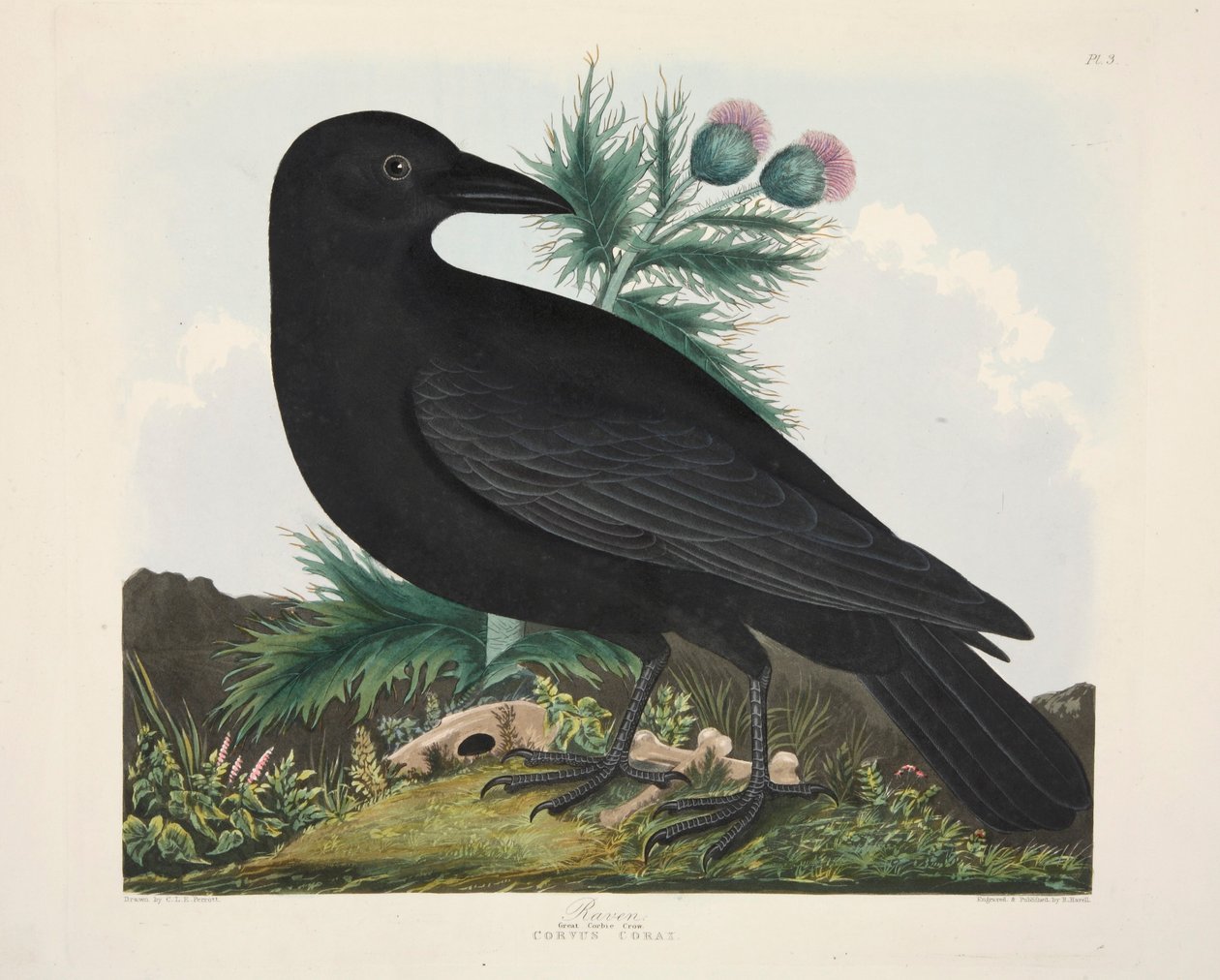 Raven, Corvus Corai, pubi. 1835 Käsinvärinen kaiverrus. tekijältä Charlotte Lousia Emily Perrott
