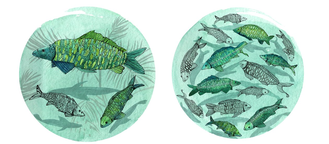 Small Fish Big Pond, 2018 (kynä ja muste, akvarelli ja digitaalinen) tekijältä Charlotte Orr