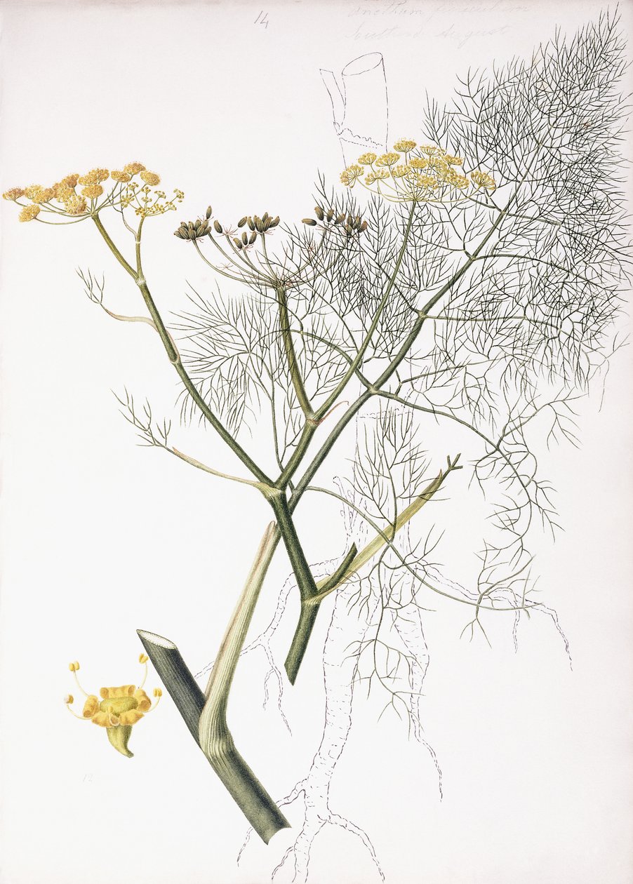 Kasvitieteellinen tutkimus, 1822-1845 tekijältä Charlotte Strickland