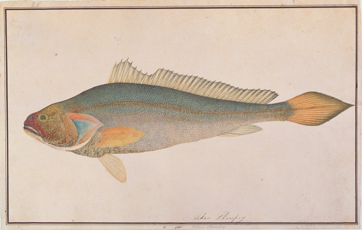 Bronze Croaker, Drawings of Fishes from Malacca, n. 1805-1818 (wc paperilla) tekijältä Chinese School