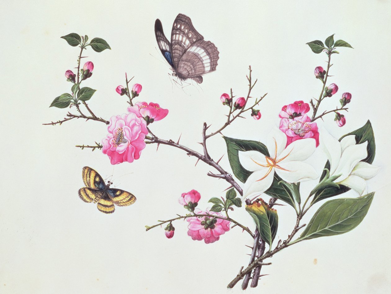 Japonica, Magnolia ja perhoset tekijältä Chinese School