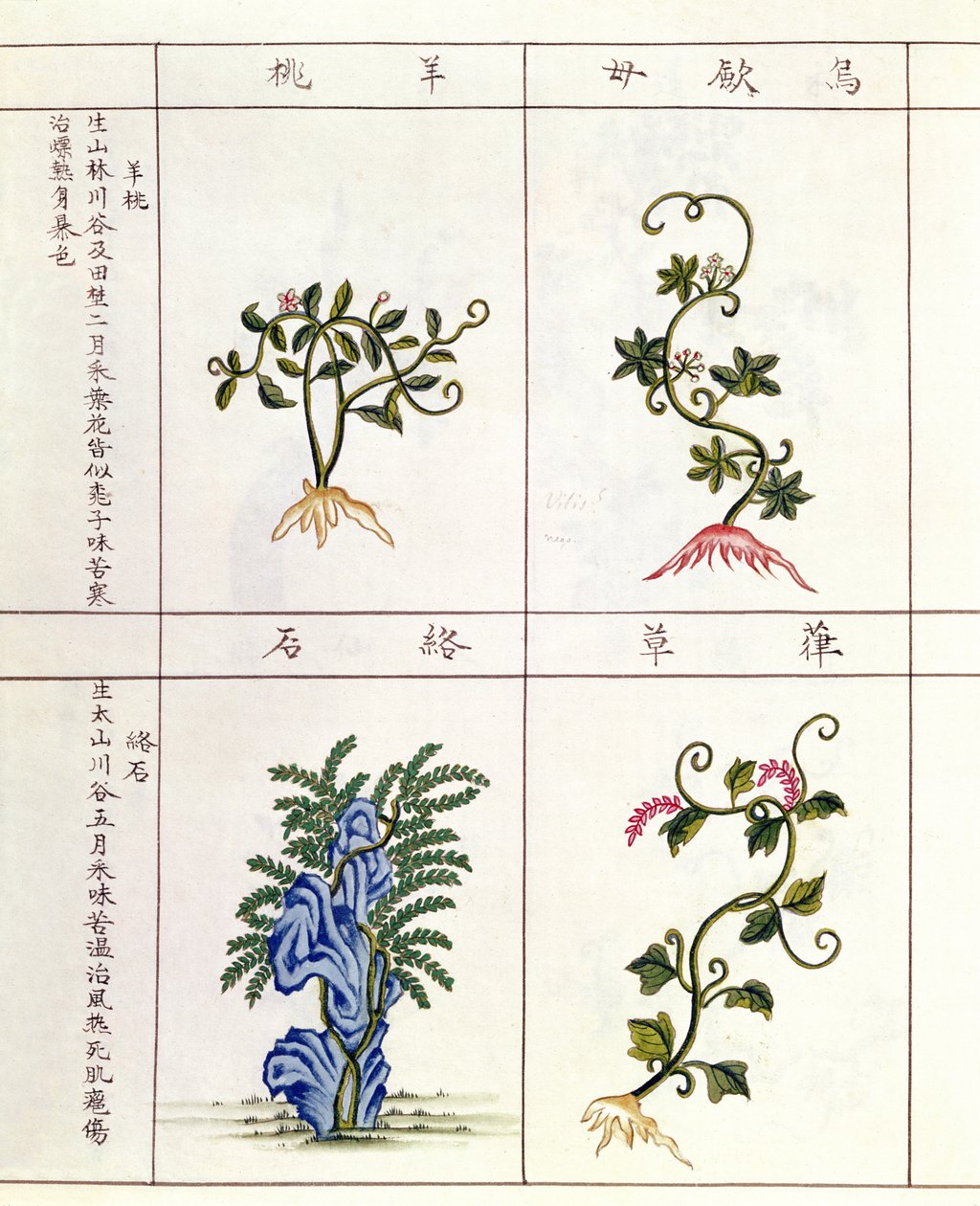 Neljä kasvia Pen Tsaosta, lääkekasvien kokoelma 1700-1800-luvulta tekijältä Chinese School