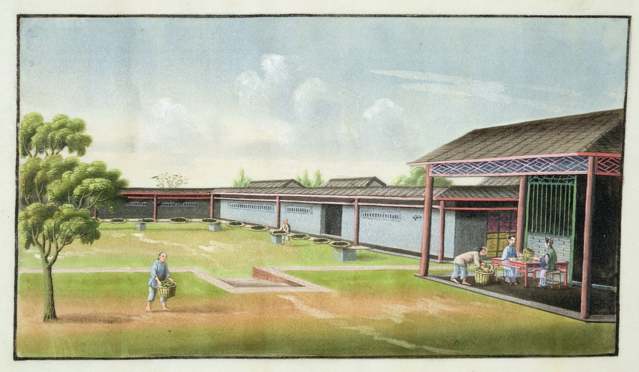Pienten lehtien lajittelu kuivausta varten (wc paperille) tekijältä Chinese School