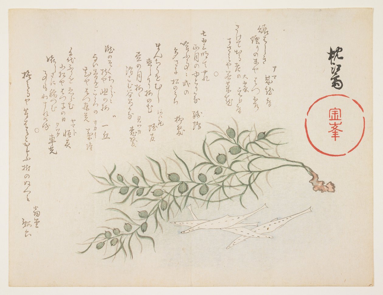 Pieni valkoinen kala ja vesiruoho, n.1854-1859 (värillinen puupainatus) tekijältä Chinksai