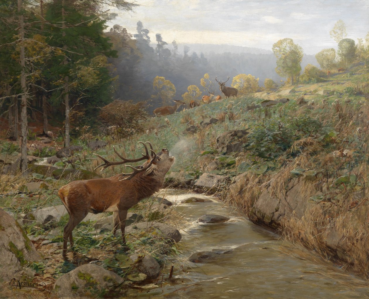Rotwildrudel auf einer Waldlichtung tekijältä Christian Kröner