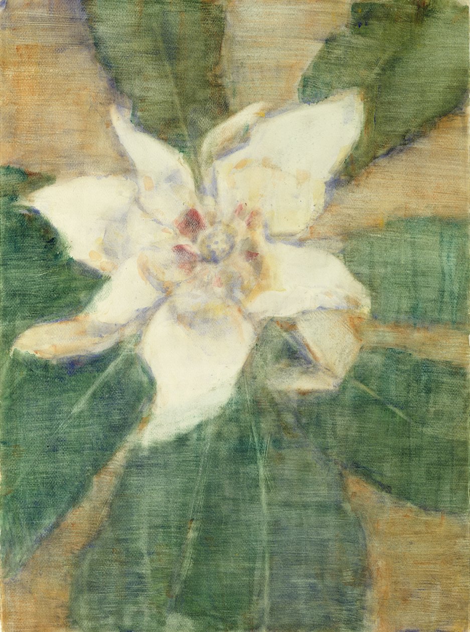 Magnolia Grandiflora (tempera kankaalle) tekijältä Christian Rohlfs
