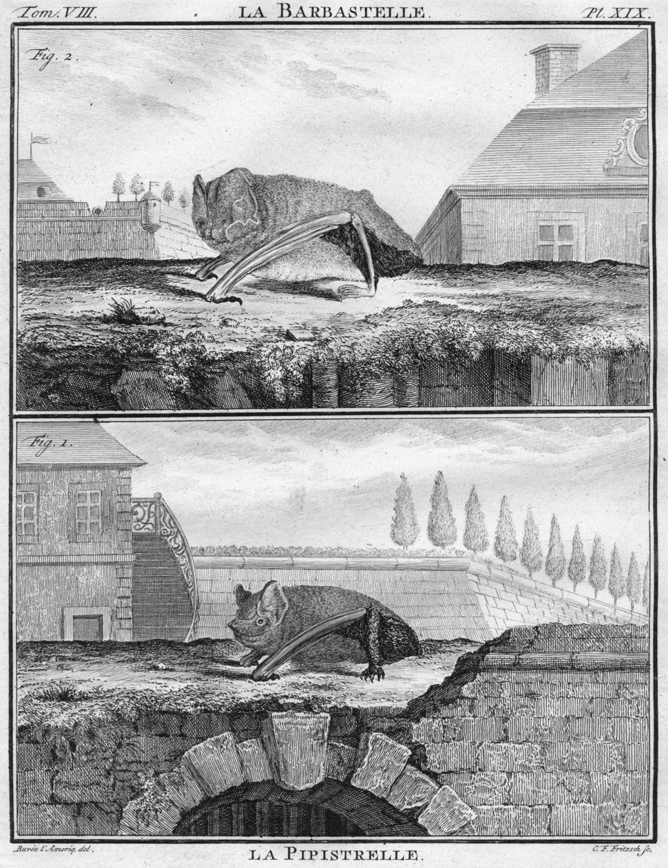 La Barbastelle & La Pipistrelle, c1763. tekijältä Christian Friedrich Fritzsch