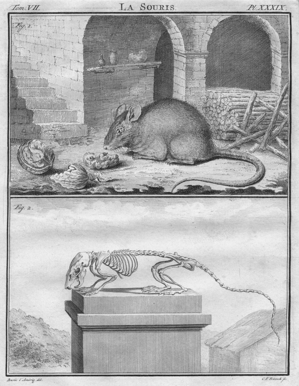 Hiiri, c1763. tekijältä Christian Friedrich Fritzsch