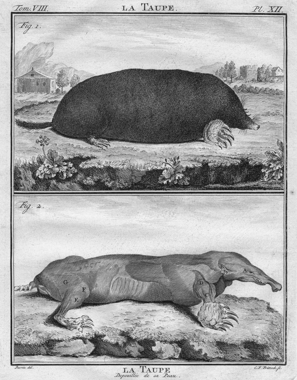 Myyrä ja ihonsa riisuttu myyrä, c1763. tekijältä Christian Friedrich Fritzsch