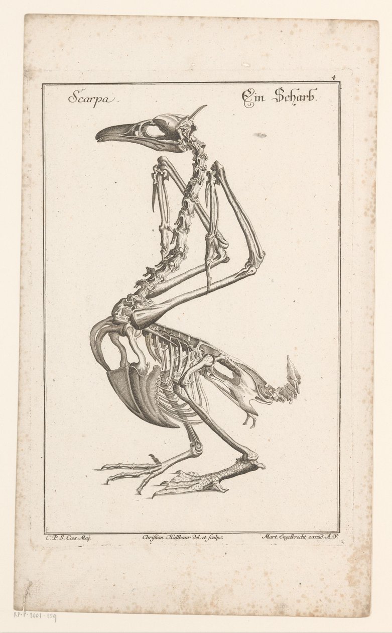 Skeleton van een aalscholver Scarpa / A Sharb (otsikko esineessä) Erilaiset Sceleta- tai jalkarungot (sarjan nimi) tekijältä Christian Hallbaur