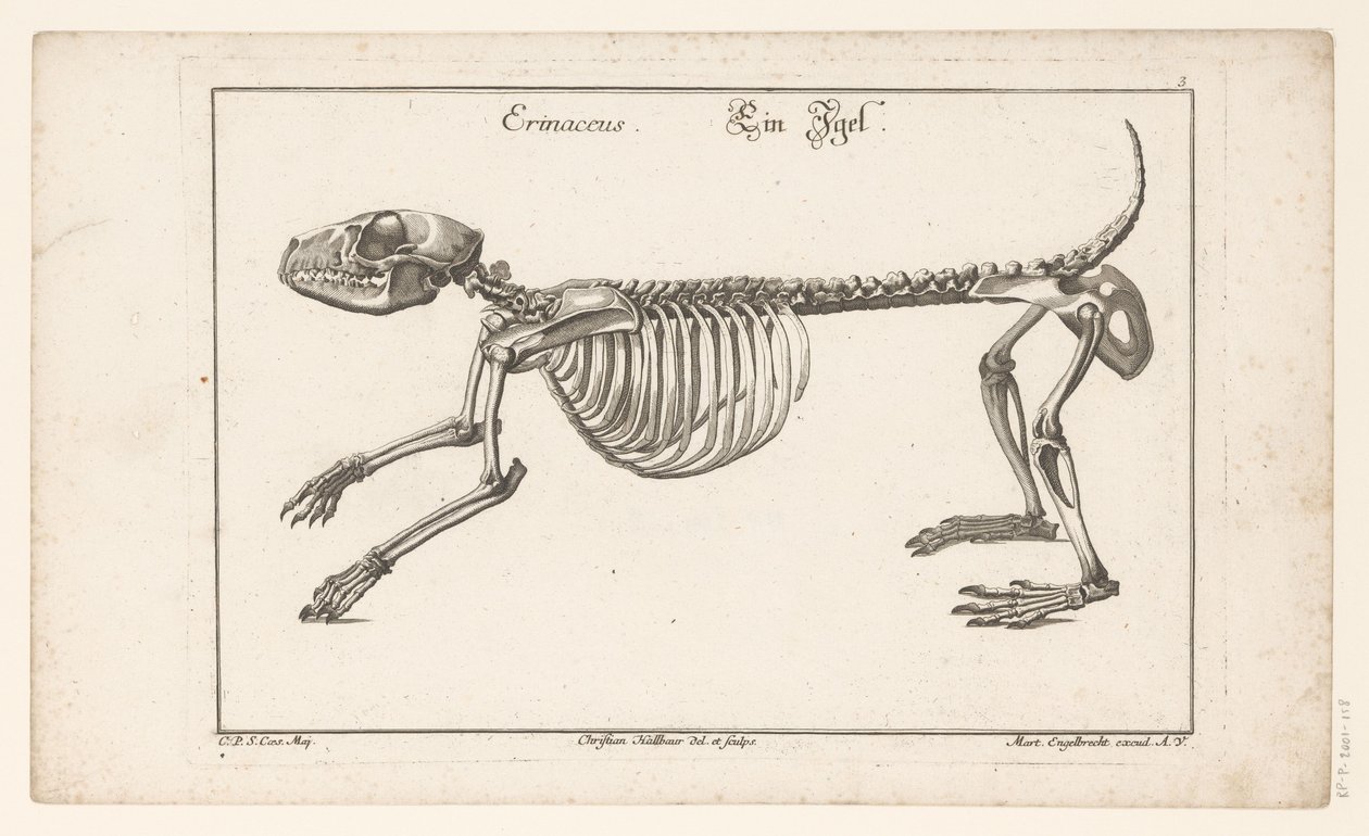 Siilin luuranko Erinaceus / Ein Egel (otsikko esineessä) Unterschiedliche Sceleta tai Bone-Cörper (sarjan nimi) tekijältä Christian Hallbaur