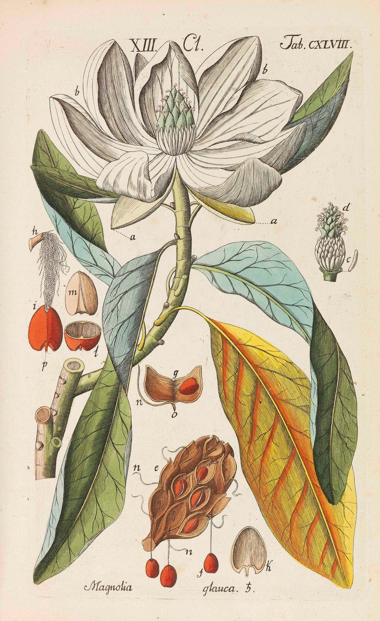 Kasvitieteellinen käsikirja, 1808. tekijältä Christian Schkuhr
