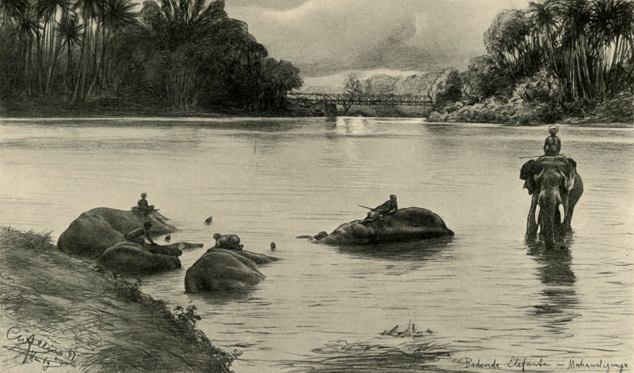 Norsut kylpevät Mahaweli-joessa, Ceylon, 1898. tekijältä Christian Wilhelm Allers
