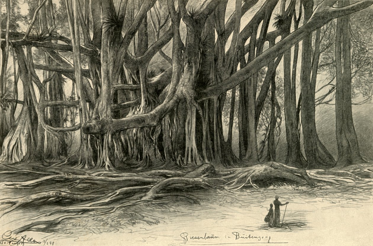 Jättiläiset puut Buitenzorgissa Javalla, 1898. tekijältä Christian Wilhelm Allers