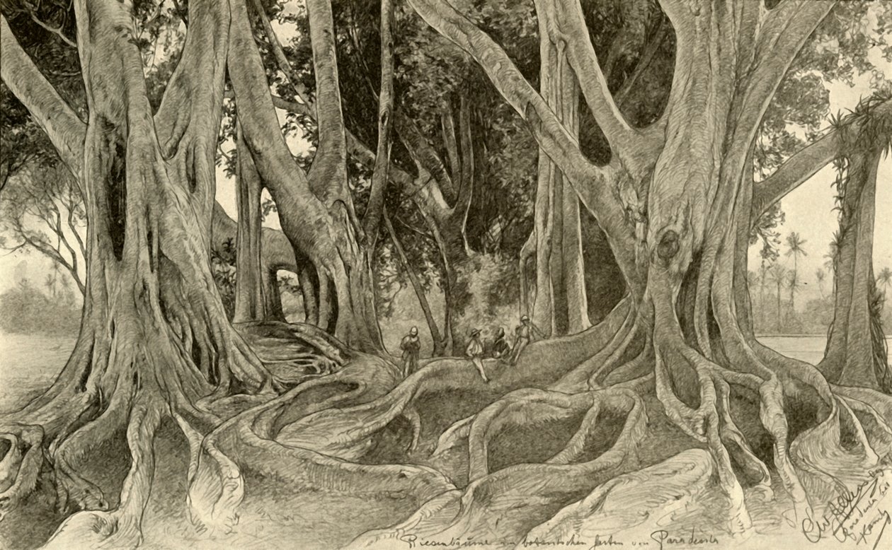 Jättiläiset puut kasvitieteellisessä puutarhassa, Peradeniya, Kandy, Ceylon, 1898. tekijältä Christian Wilhelm Allers
