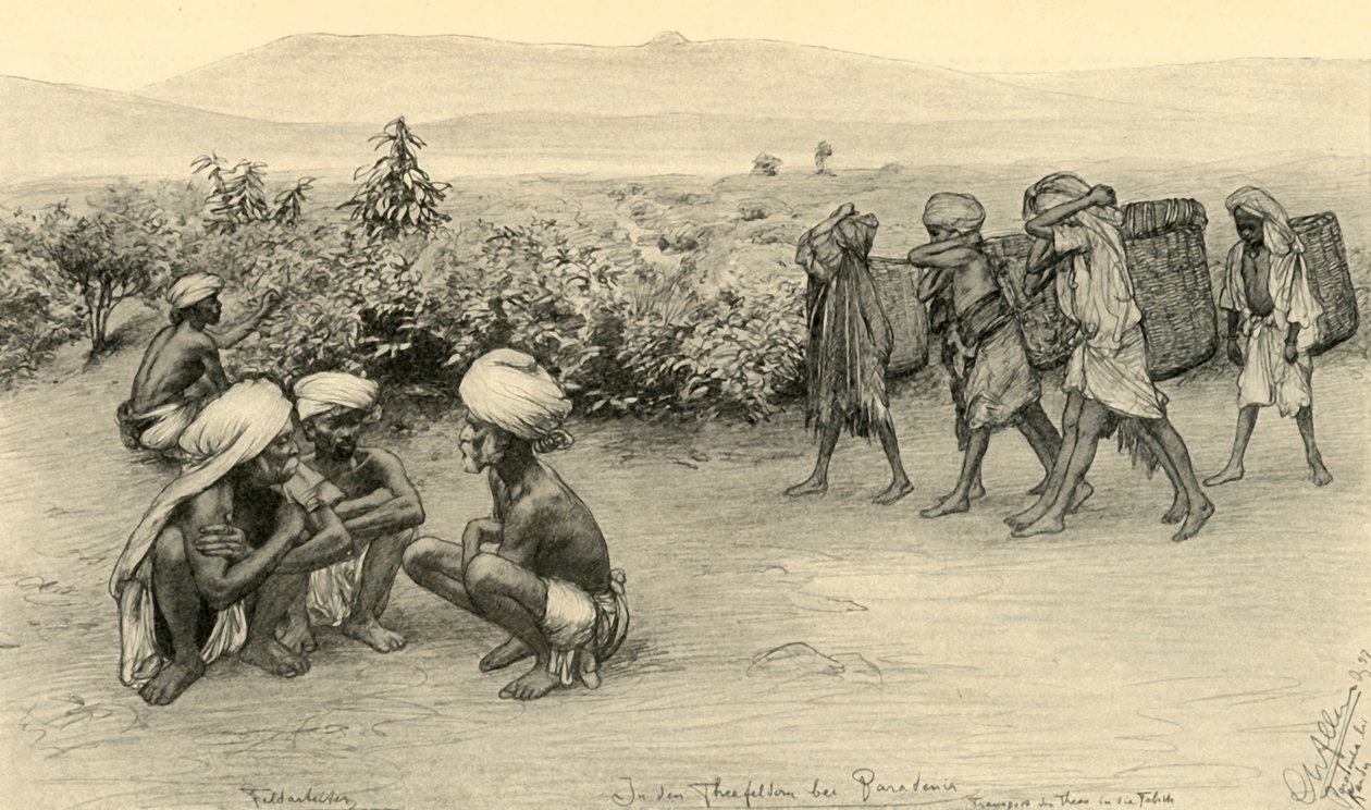 Teepoimijat, Peradeniya, Ceylon, 1898. tekijältä Christian Wilhelm Allers