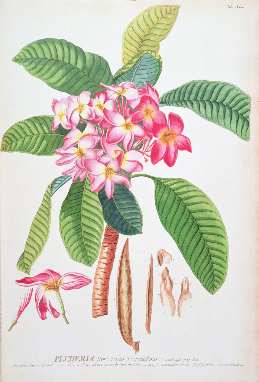 Plumeria: teoksesta Plantae Selectae, kirjoittaneet Christoph Jacob Trew ja Georg Dionysius Ehret (1710-70); Frangipanier; tekijältä Christoph Jacob & Ehert Georg Dionysius (1708/9 70) Trew