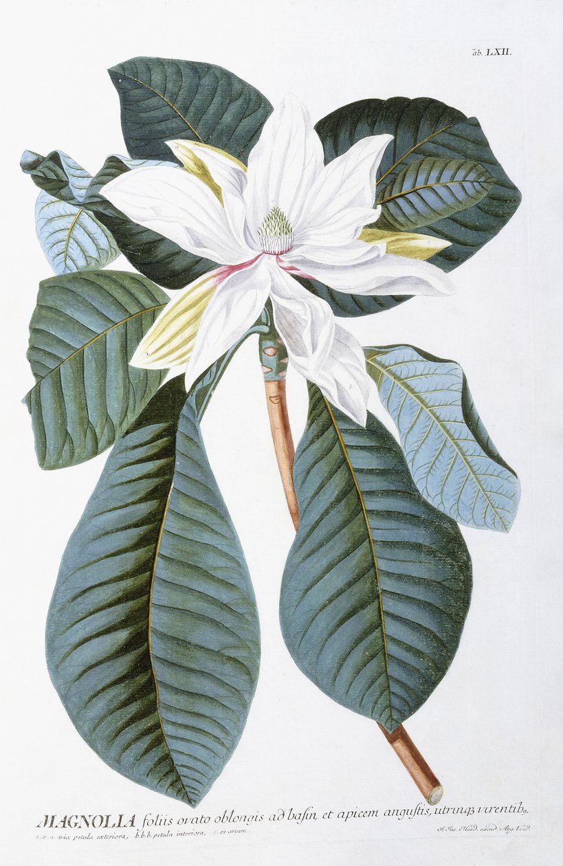 Magnolia, 1750-1773 tekijältä Christoph Jacob Trew