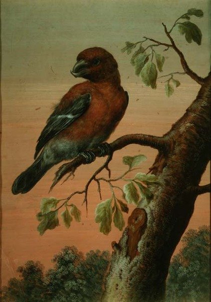 Papukaija oksalla (guassi), (katso myös 60076) tekijältä Christoph Ludwig Agricola