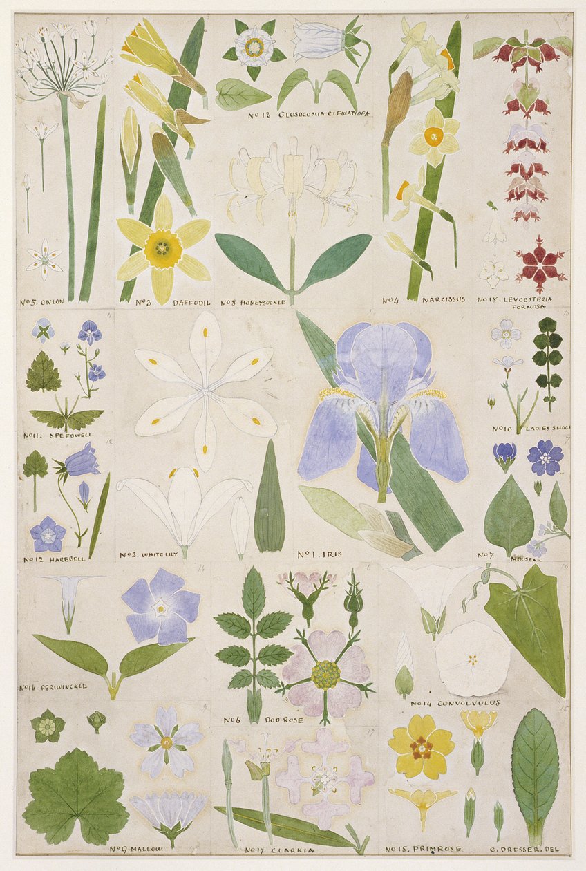 Kasvitieteellinen kuva, alkuperäinen Owen Jonesin (1809-74) "The Grammar of Ornament", 1856 (lyijykynä, wc) tekijältä Christopher Dresser